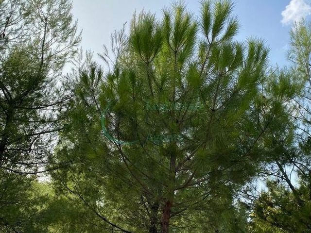 Οικόπεδο προς πώληση 480 τ.μ. Αιγάλεω (Λιούμη) (Real Estate Level Up Agents)