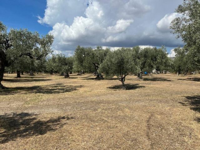 Αγροτεμάχιο 6.639 τ.μ.
